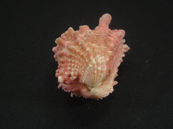 画像3: フトウネトマヤ 大 (3)