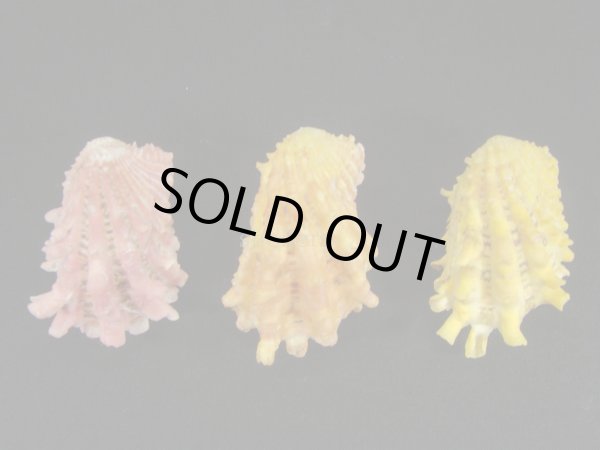 画像2: フトウネトマヤ 3色セット (2)