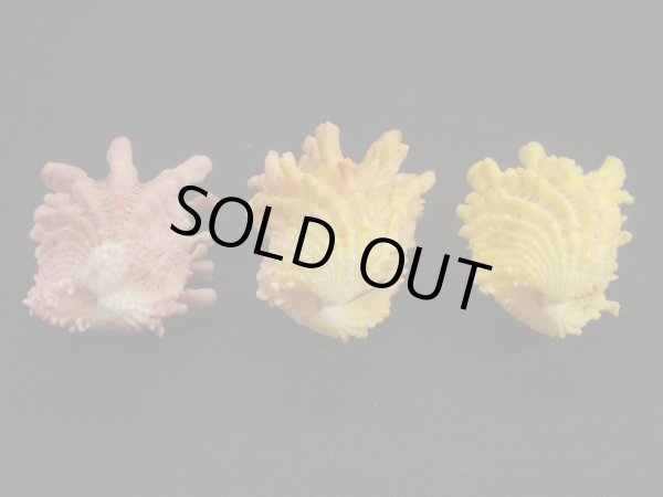 画像3: フトウネトマヤ 3色セット (3)