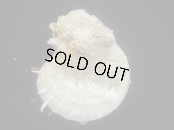 画像2: ウミダリア (2)