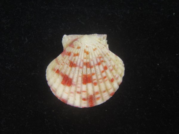 画像2: ニシキヒヨク(Annachlamys reevei) (2)