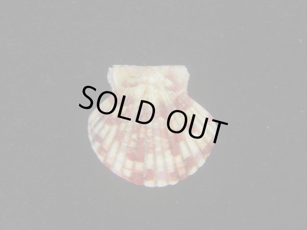 画像1: ニシキヒヨク(Annachlamys reevei) (1)