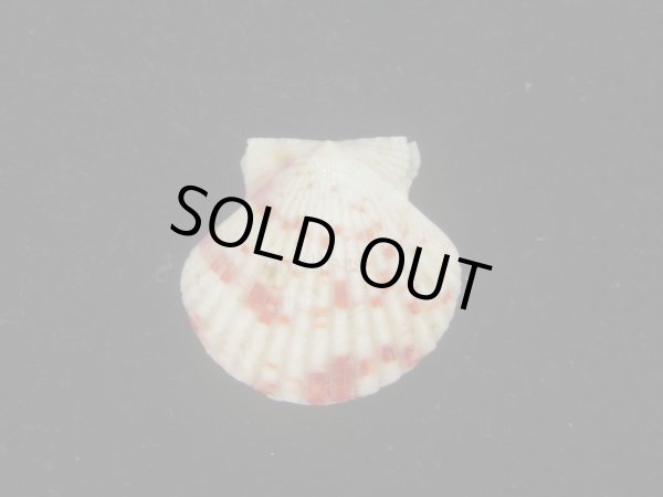 画像2: ニシキヒヨク(Annachlamys reevei) (2)