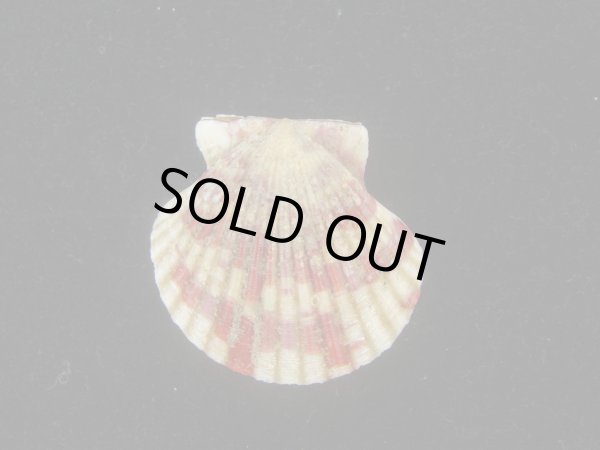 画像1: ニシキヒヨク(Annachlamys reevei) (1)