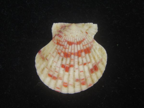 画像2: ニシキヒヨク(Annachlamys reevei) (2)