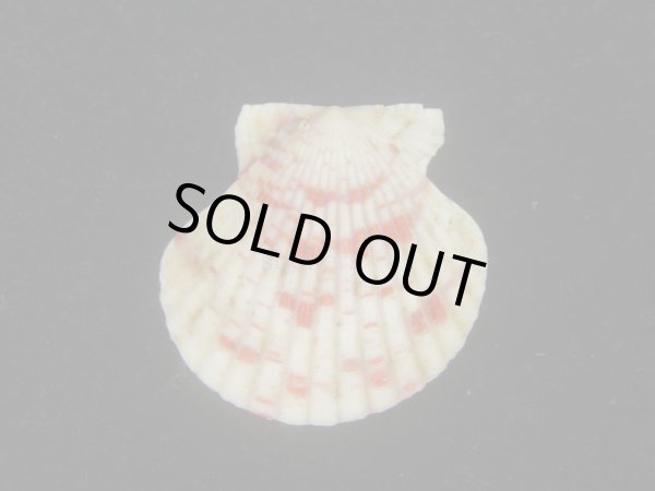 画像2: ニシキヒヨク(Annachlamys reevei) (2)