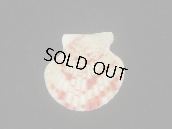 画像2: ニシキヒヨク(Annachlamys reevei) (2)