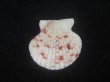 画像2: ニシキヒヨク(Annachlamys reevei) 特美品 (2)