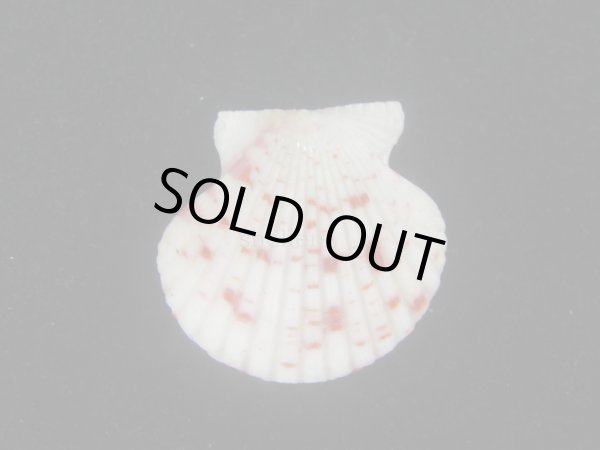 画像2: ニシキヒヨク(Annachlamys reevei) 特美品 (2)