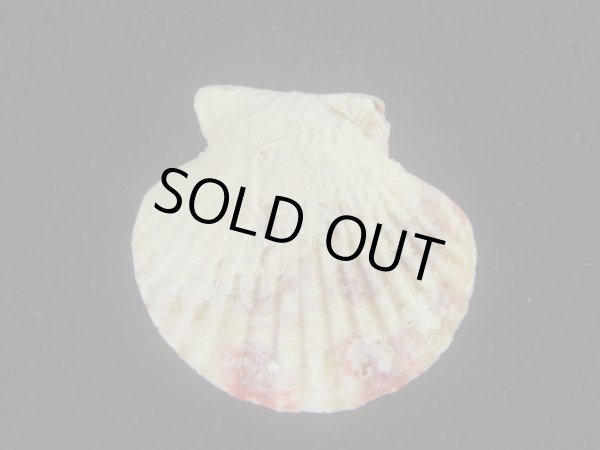 画像2: ニシキヒヨク(Annachlamys reevei)  (2)