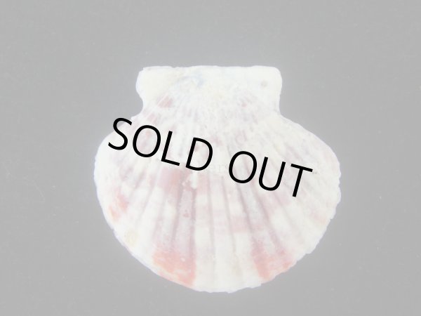 画像2: ニシキヒヨク(Annachlamys reevei)  (2)