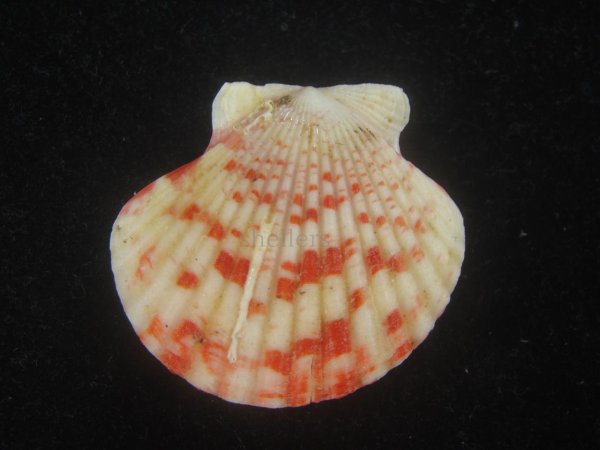 画像2: ニシキヒヨク(Annachlamys reevei) 濃色 (2)