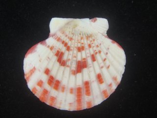 二枚貝 - Kaiショップ