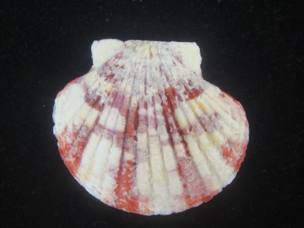 画像2: ニシキヒヨク(Annachlamys reevei) 大 (2)