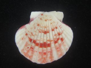 二枚貝 - Kaiショップ