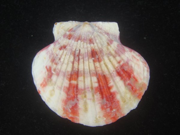 画像2: ニシキヒヨク(Annachlamys reevei) 大 (2)