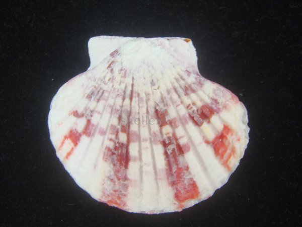 画像2: ニシキヒヨク(Annachlamys reevei) 大 (2)