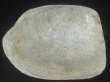 画像1: オウナガイ(Conchocele bisecta) 疑似ペアだけどド珍種　120ｍｍ　特大 (1)