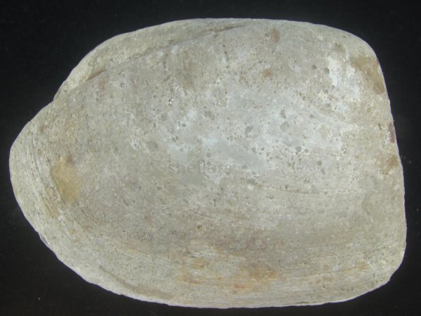 画像1: オウナガイ(Conchocele bisecta) 疑似ペアだけどド珍種　120ｍｍ　特大 (1)