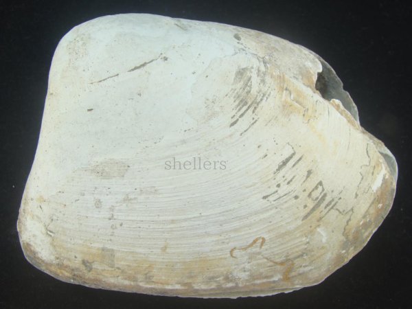 画像2: オウナガイ(Conchocele bisecta) 疑似ペアだけどド珍種　120ｍｍ　特大 (2)