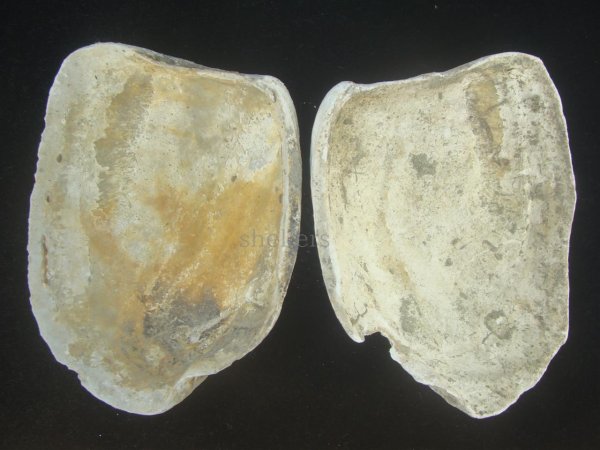 画像3: オウナガイ(Conchocele bisecta) 疑似ペアだけどド珍種　120ｍｍ　特大 (3)