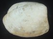 画像1: オウナガイ(Conchocele bisecta) 疑似ペアだけどド珍種　美品 (1)