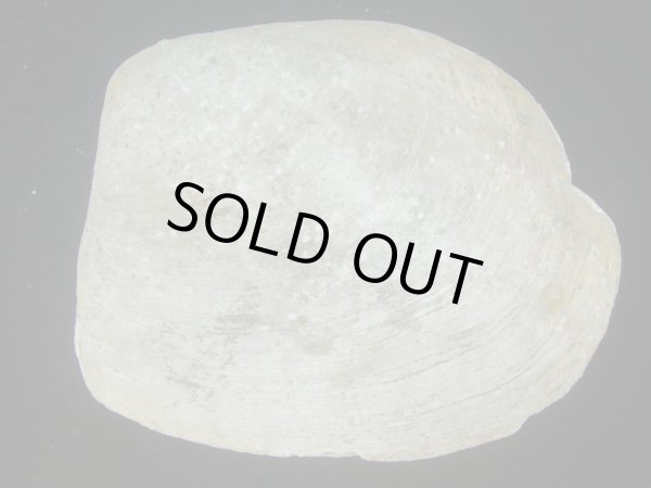 画像2: オウナガイ(Conchocele bisecta) 疑似ペアだけどド珍種　美品 (2)