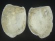 画像3: オウナガイ(Conchocele bisecta) 疑似ペアだけどド珍種　美品 (3)