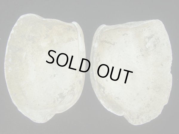 画像3: オウナガイ(Conchocele bisecta) 疑似ペアだけどド珍種　美品 (3)