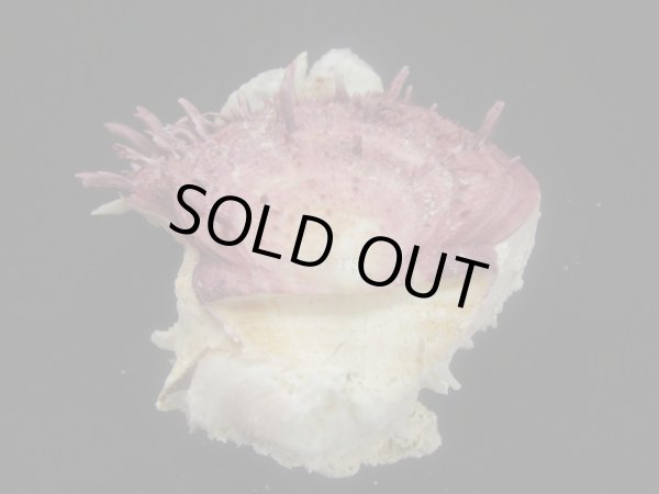 画像3: ウミダリア (3)