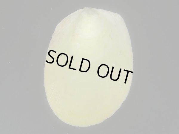 画像2: コサメオオハネガイ (2)