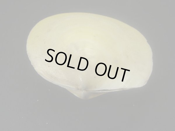 画像3: コサメオオハネガイ (3)