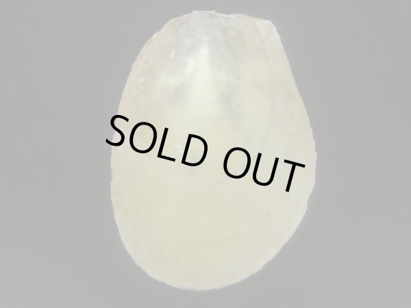 画像2: コサメオオハネガイ 大 (2)