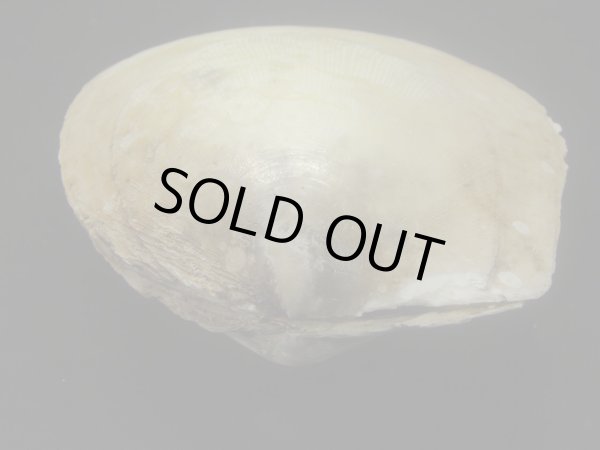 画像3: コサメオオハネガイ 大 (3)