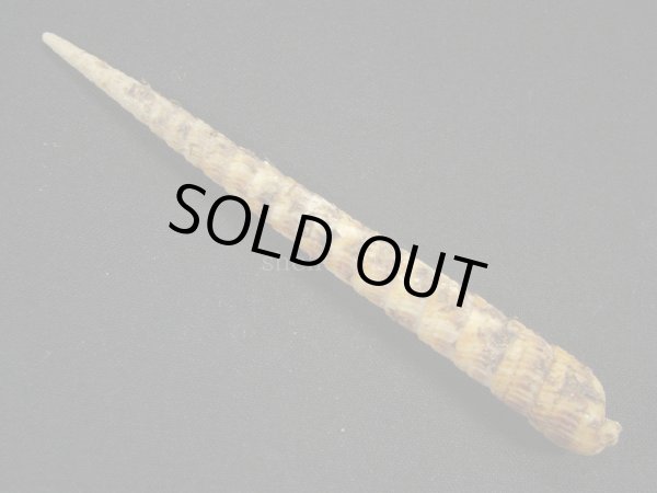 画像2: フジタギリ　未洗い (2)