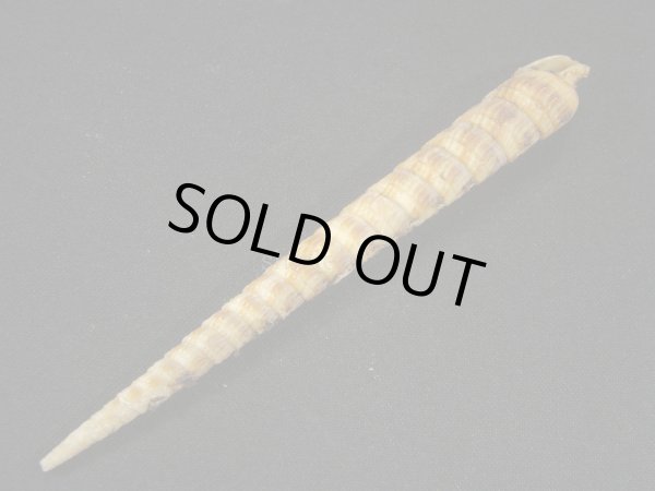 画像3: フジタギリ　未洗い (3)