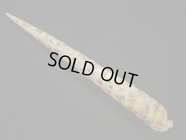 画像2: フジタギリ 未洗い (2)