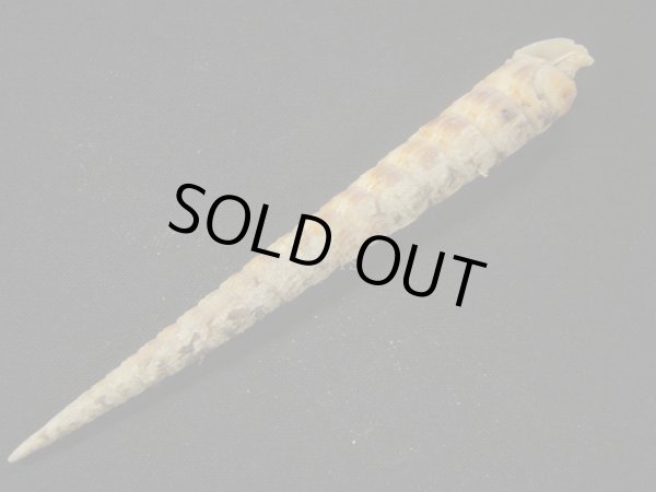 画像3: フジタギリ 未洗い (3)