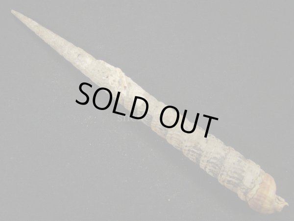 画像2: フジタギリ　未洗い　大 (2)