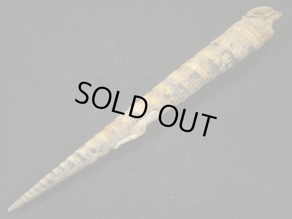 画像3: フジタギリ　未洗い　大 (3)