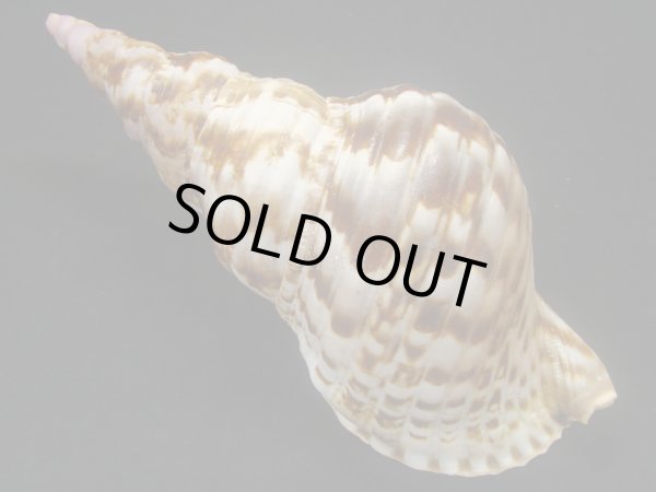 画像2: セイヨウホラガイ (2)