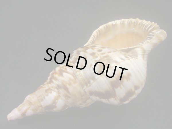 画像3: セイヨウホラガイ (3)