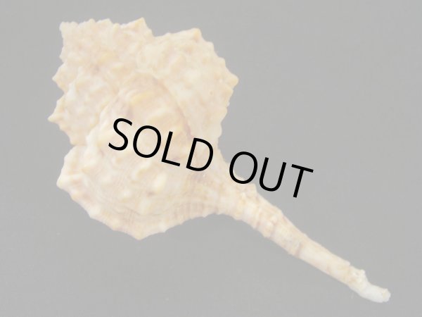 画像2: バルビエールツブリ (2)