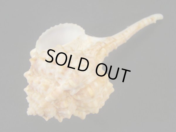 画像3: バルビエールツブリ (3)