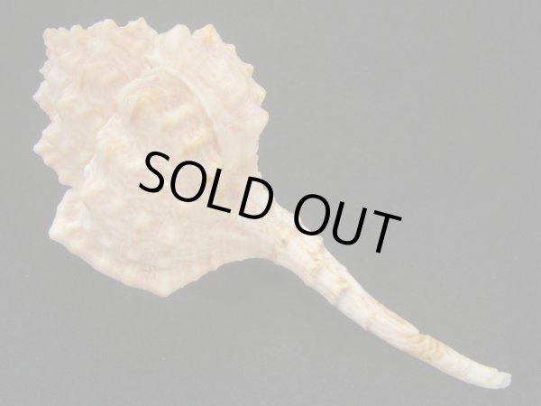 画像2: バルビエールツブリ 美品 (2)