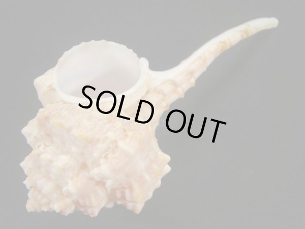 画像3: バルビエールツブリ 美品 (3)