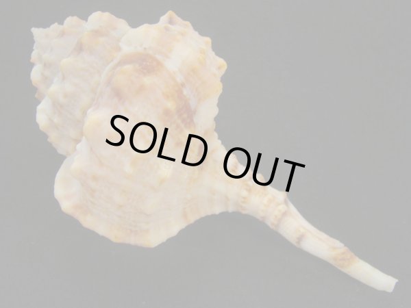 画像2: バルビエールツブリ ファットフォーム 美品 (2)