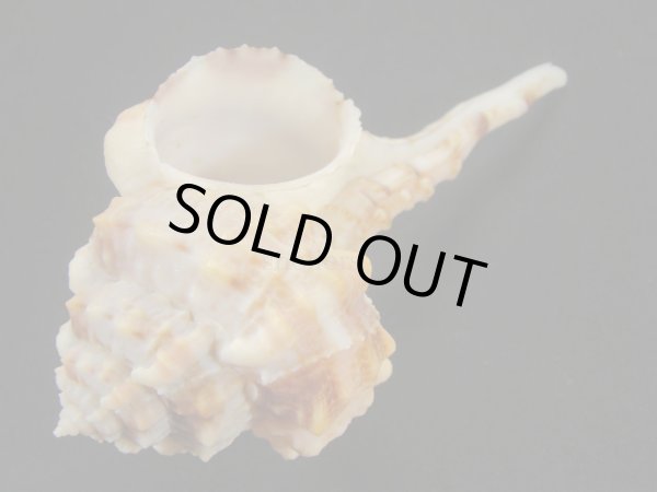 画像3: バルビエールツブリ ファットフォーム 美品 (3)