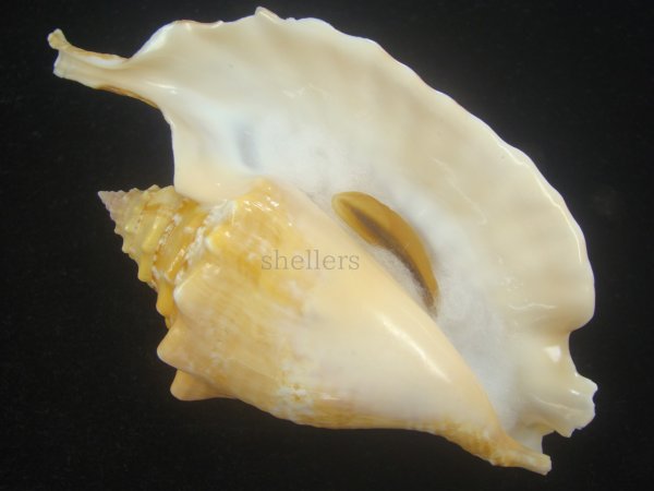 画像2: ルンバソデ(Strombus gallus) 黄色系　美品　マルティニック産 (2)