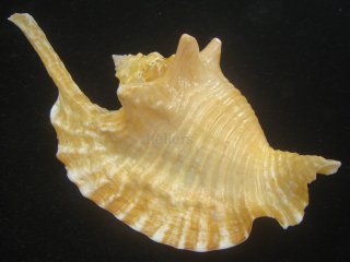 貝殻の標本 リュウグウボラ（ガクフボラ科） 貝殻の標本 リュウグウ